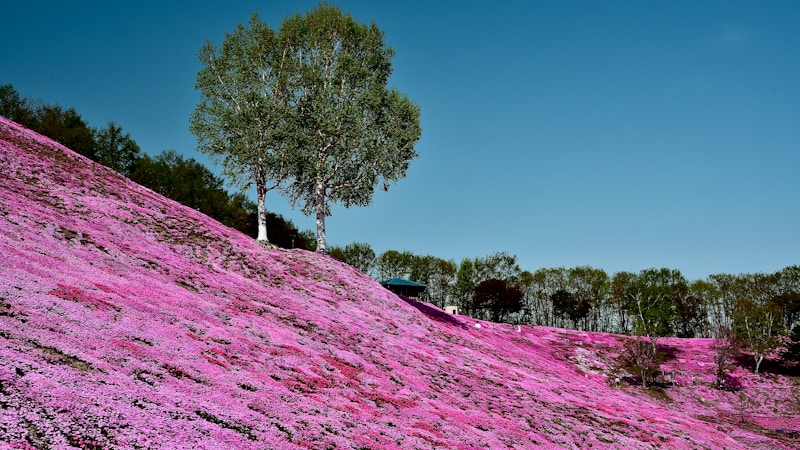 【2026年版】羊山公園・芝桜の丘を家族で満喫！見頃・アクセス・楽しみ方がひと目でわかる完全ガイド