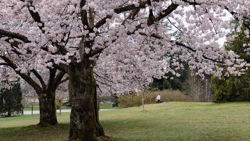 【2026年版】羊山公園・芝桜の丘を家族で満喫！見頃・アクセス・楽しみ方がひと目でわかる完全ガイド